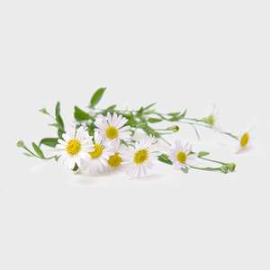 Chamomile Oil